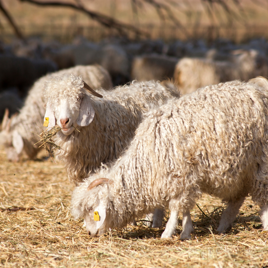 Angora Goat for Angora Oushak Rugs