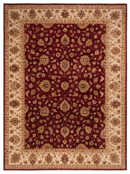 Rajpur Ghazani  Red Ivory Transitional
