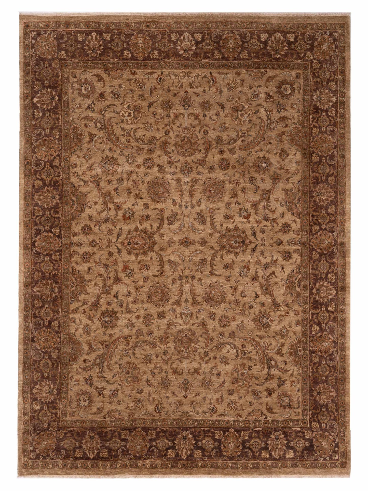 Rajpur Crown  Camel Brown Transitional