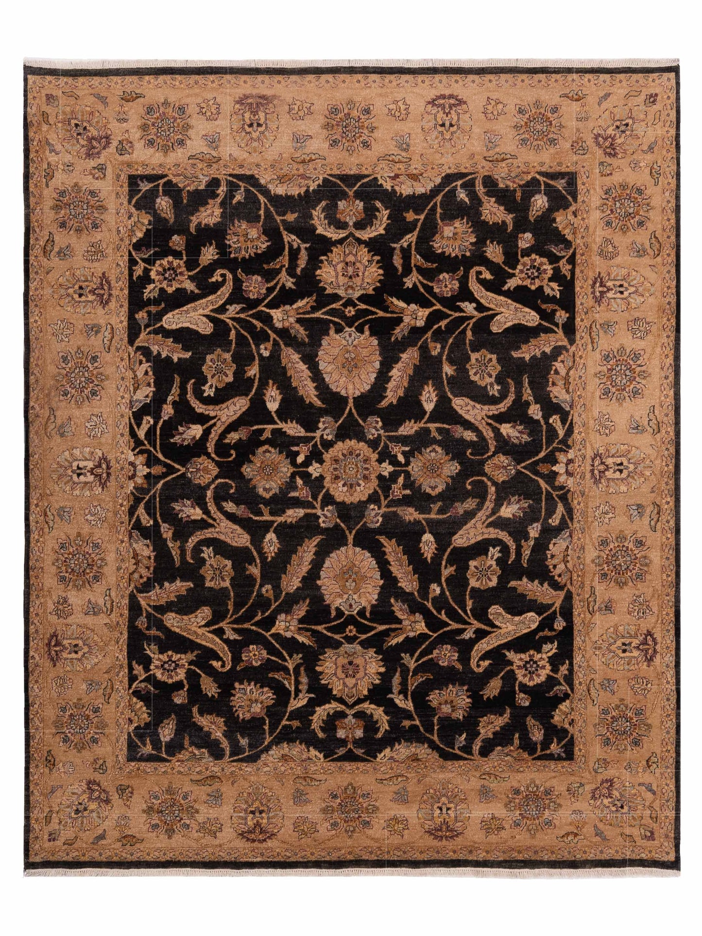 Rajpur Ghazani Black Ivory Traditional