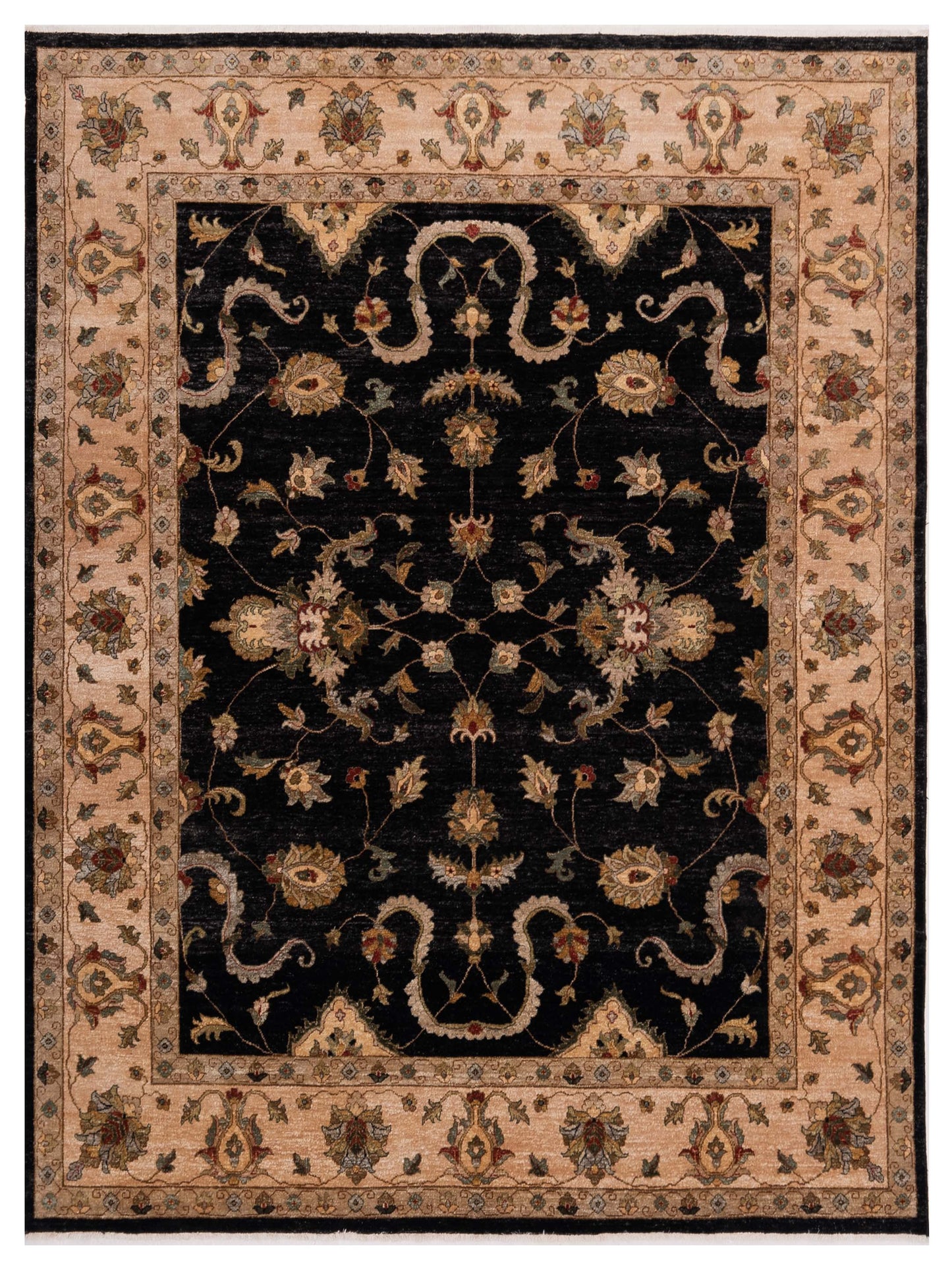 Rajpur Ghazani Black Ivory Transitional