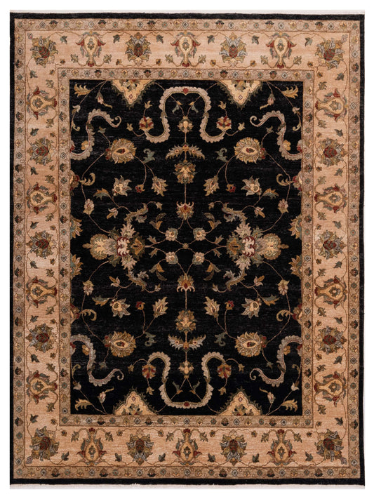 Rajpur Ghazani  Black Ivory Transitional