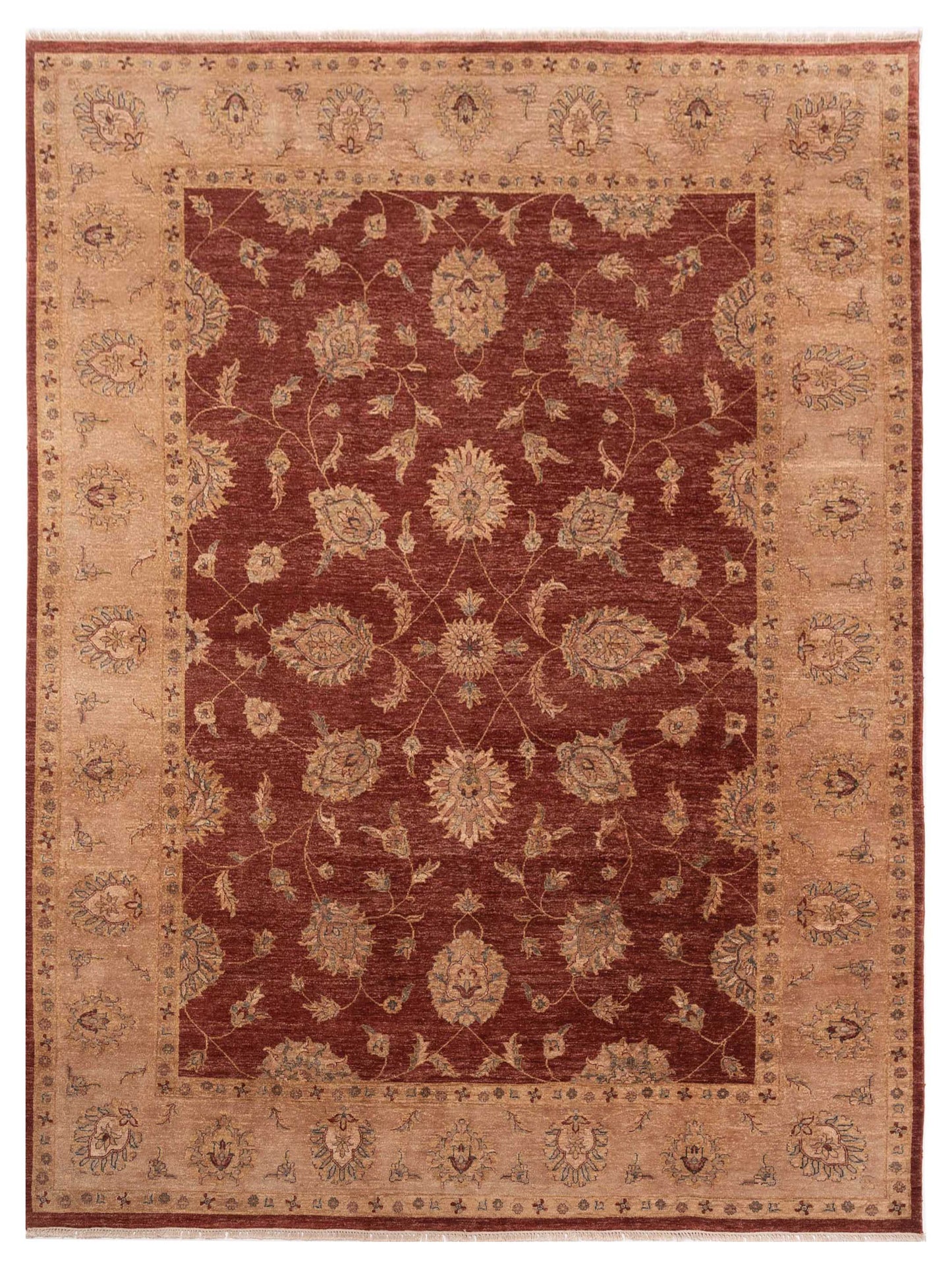 Rajpur Ghazani Rust Camel Transitional