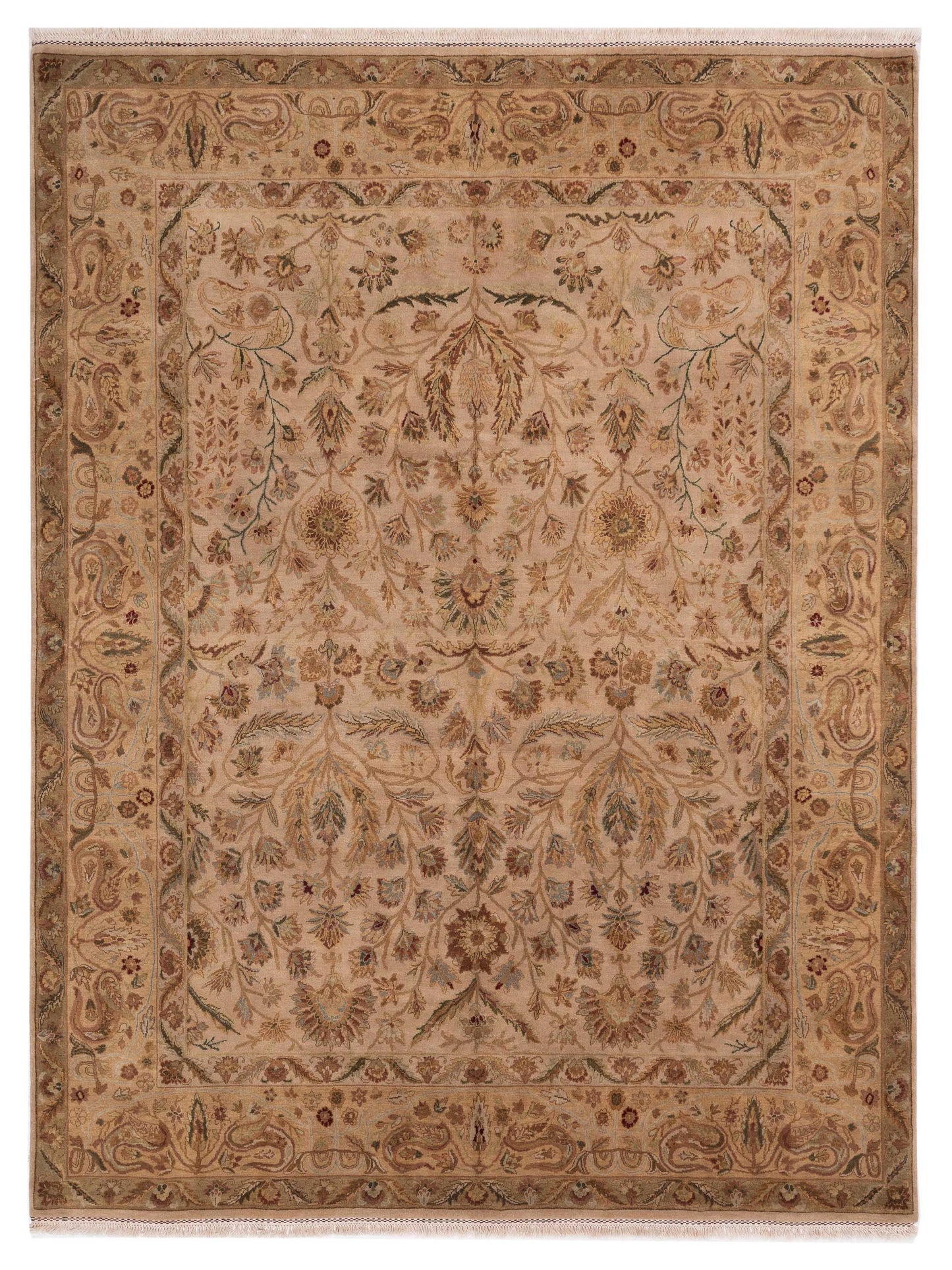 Rajpur Crown  Camel Camel Transitional