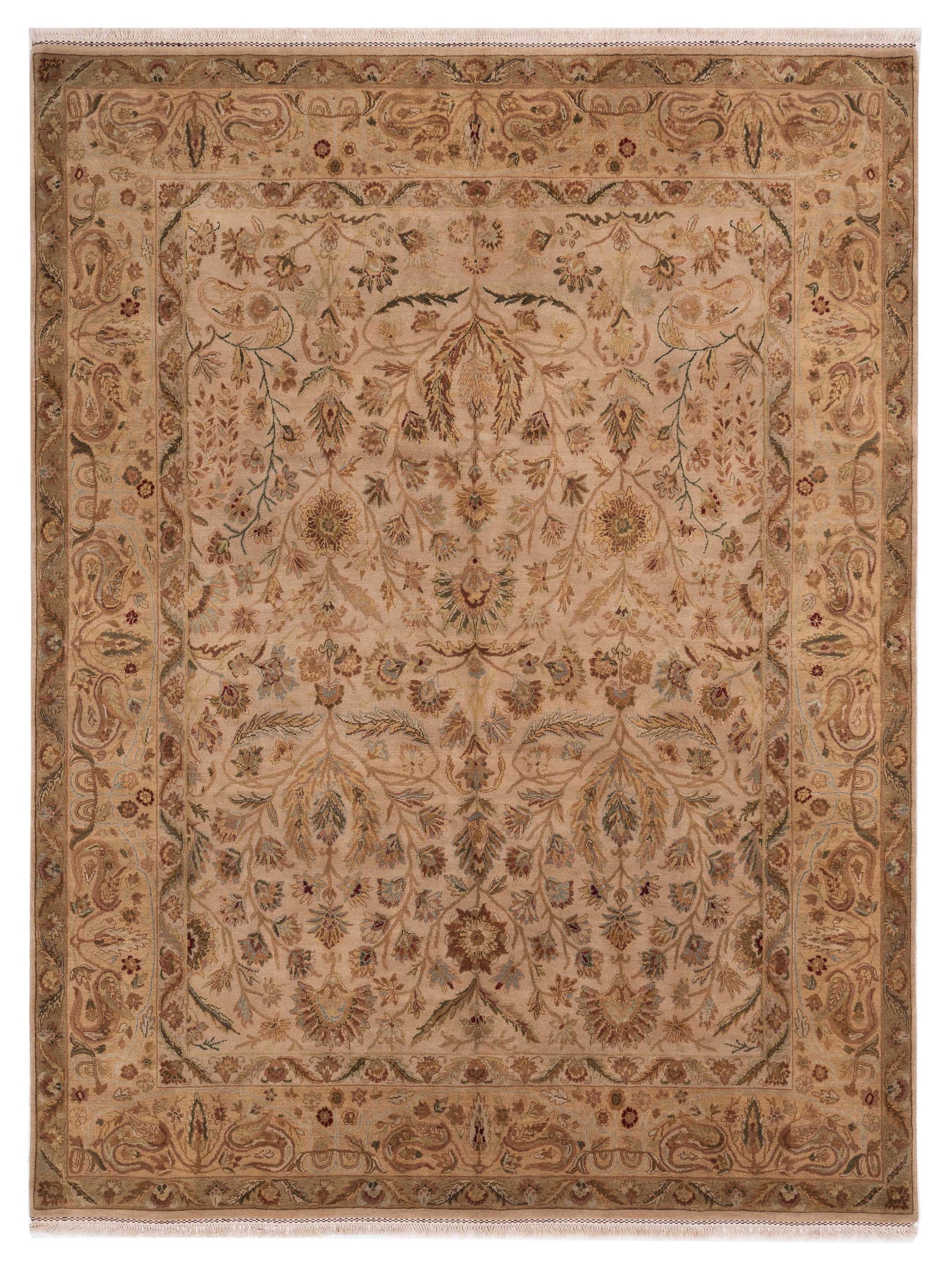Rajpur Crown  Camel Camel Transitional