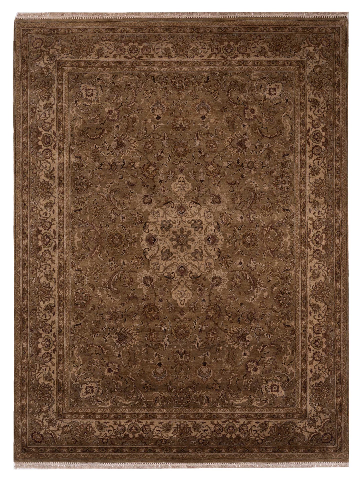 Rajpur Crown  Camel Camel Transitional