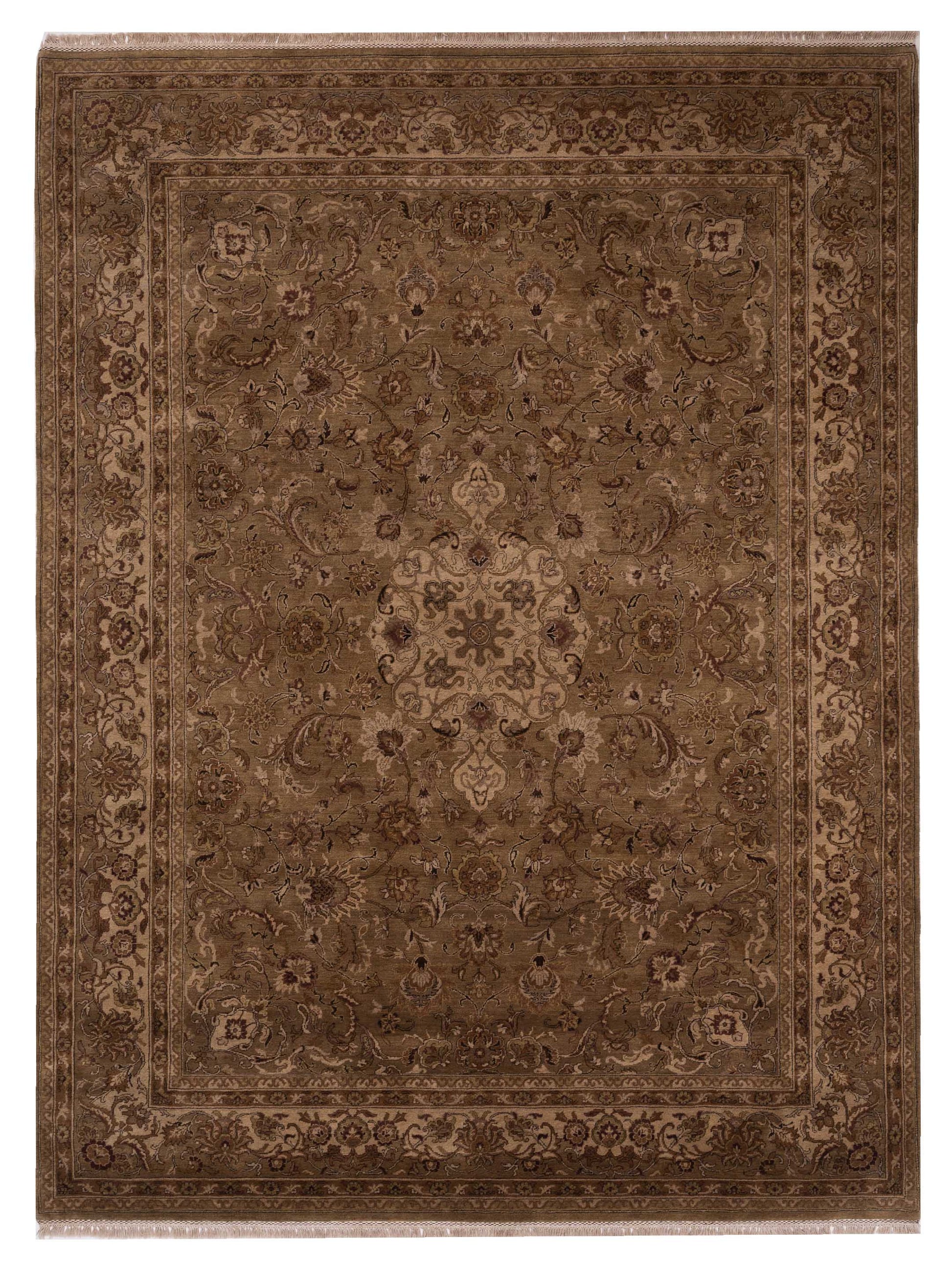 Rajpur Crown  Camel Camel Transitional